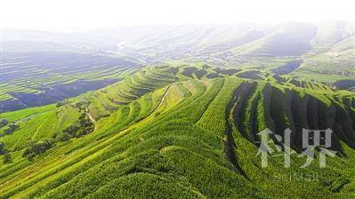 <p>    隆德县张程乡万亩青贮玉米种植，保障肉牛养殖的饲料供给。 本报记者 王鼎 党硕 摄</p>