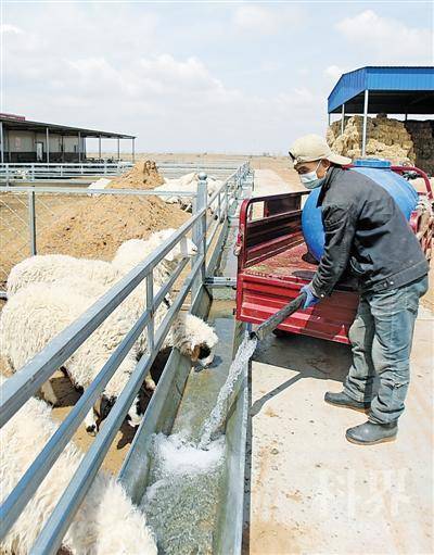 <p>    盐池县花马池镇皖记沟村经济合作社暨生态牧场以发展滩羊产业为抓手，促进群众增收，助力乡村振兴。</p>