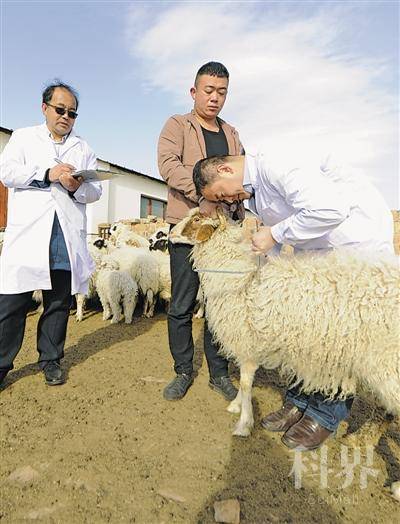 <p>    宁夏农林科学院动科所研究人员在盐池县某养殖场采集滩羊血样。宁夏农林科学院通过对模型的不断优化，开发了盐池滩羊基因鉴定技术，保护宁夏盐池滩羊品牌健康发展。</p>