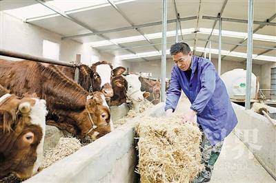 <p>    固原市原州区头营镇大疙瘩村，村民科学养殖，定时为肉牛添加饲料。</p>