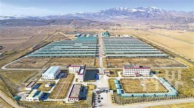 <p>    海原县标准化、规模化肉牛养殖基地。</p>