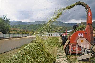 <p>    泾源县大湾乡杨岭村，村民在加工储存青贮饲料。</p>