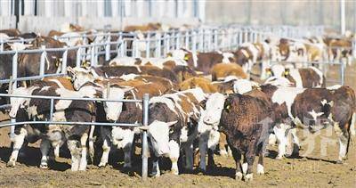 <p>    海原华润农业有限公司，一头头肉牛膘肥体壮。</p>