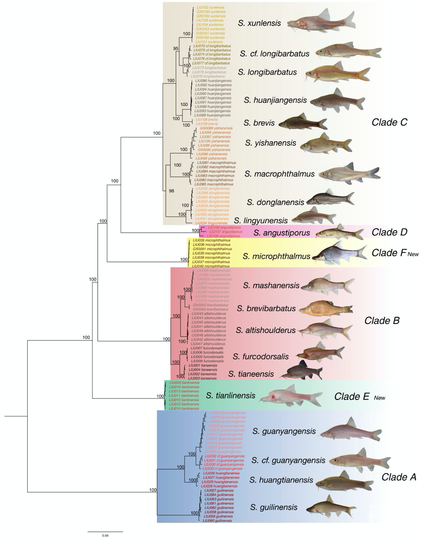 金线鲃属洞穴鱼的进化秘密被揭示与青藏高原隆升相关