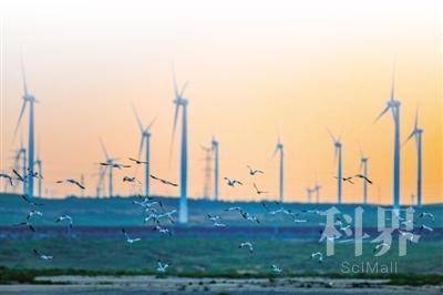 <p>　　候鸟、红寺堡风电场与朝阳的暖光共同构筑成一幅清洁能源产业蓬勃发展的优美画卷。</p>