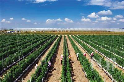 <p>    洪广镇种植优质鲜食红树莓超过15万株。</p>