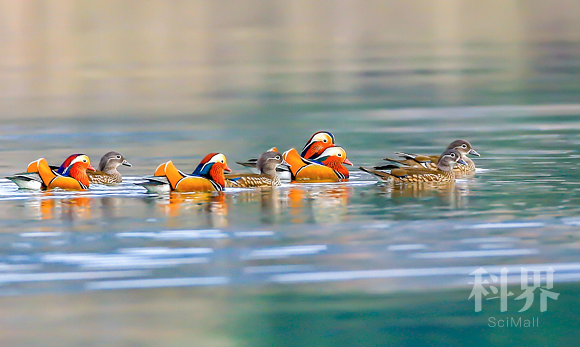 鸳鸯畅游大昌湖。通讯员 陈光国 摄