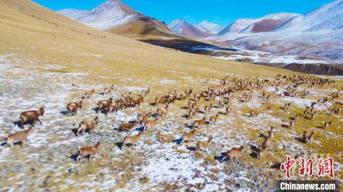 新疆焉耆县百余只北山羊雪原驰骋翻山越岭场面壮观