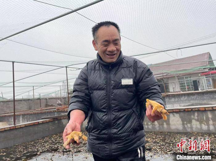 赵国良正对塘内冬眠的稀有种龟、种鳖进行“体检”。　宋梅 摄