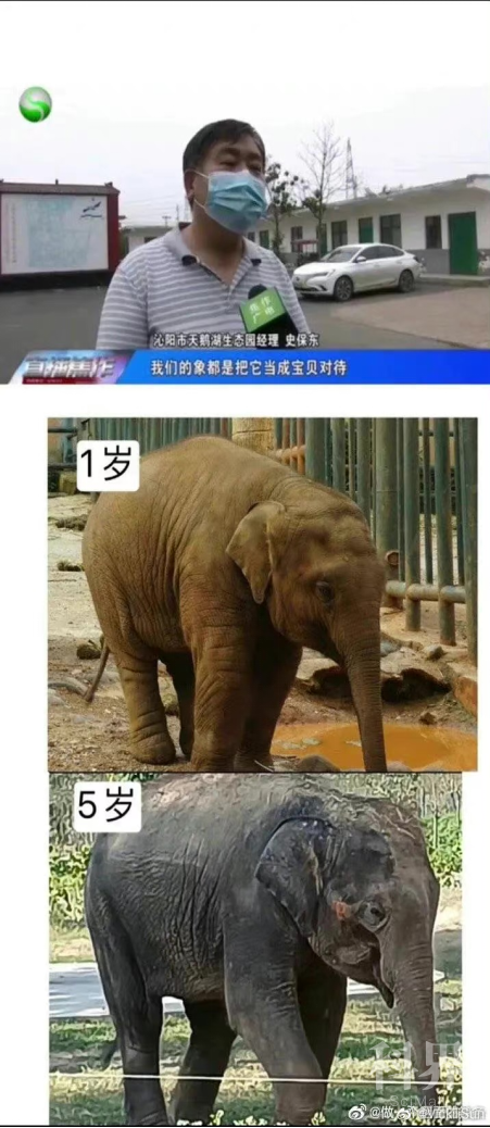 绿会政研室已就亚洲象“莫莉”疑遭虐待申请信息公开5.png