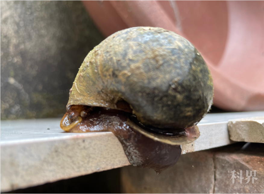 请问《赣南日报》:“据统计一只福寿螺中含有寄生虫,少的有3000条,多的达6000条”数据来源?2.png 请问《赣南日报》:“据统计一只福寿螺中含有寄生虫,少的有3000条,多的达6000条”数据来源?2.png