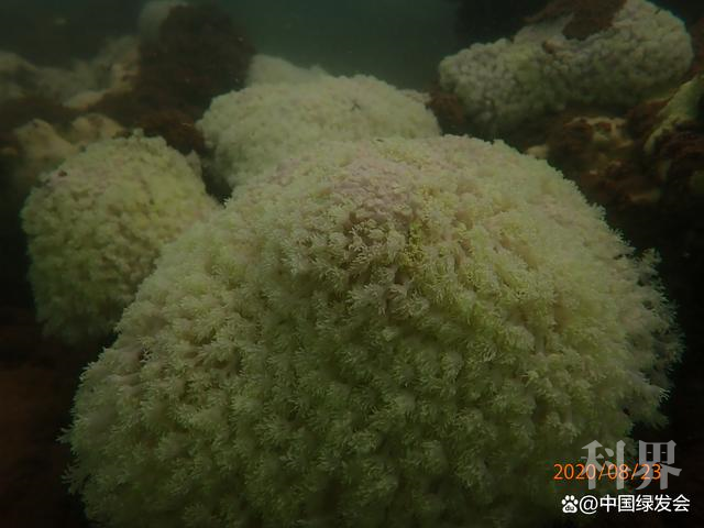 热海所陈宏：珊瑚白化是一种常态，及其与台风和气候变暖的关系2.png
