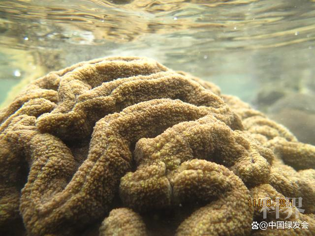 热海所陈宏：珊瑚白化是一种常态，及其与台风和气候变暖的关系1.png