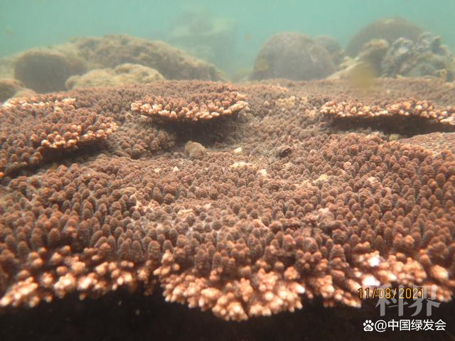 热海所陈宏：珊瑚白化是一种常态，及其与台风和气候变暖的关系4.png