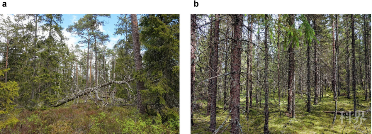 研究发现，瑞典古老森林正遭受广泛持续砍伐.png