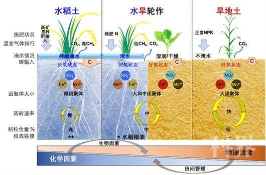 研究發現水稻土微生物量碳含量是旱地土壤兩倍