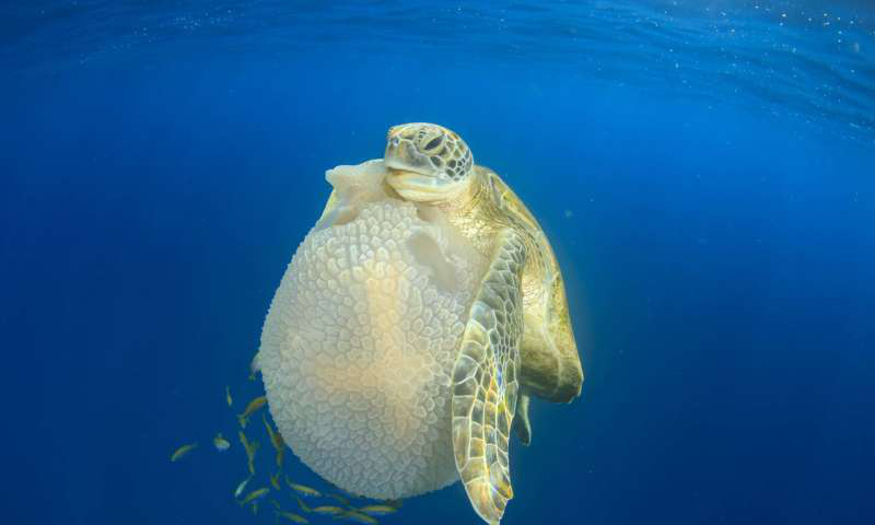 的斯米兰群岛靠近海洋表面的水柱上,一只绿海龟抓住了一只马赛克水母
