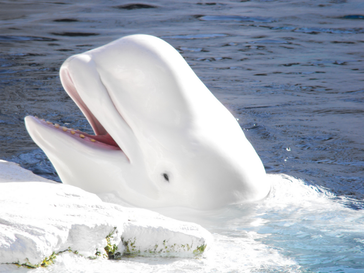 白鲸亲人图片