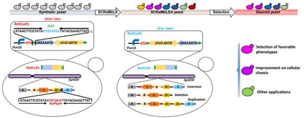 合成酵母的“进化加速器”——ReSCuES系统.jpg