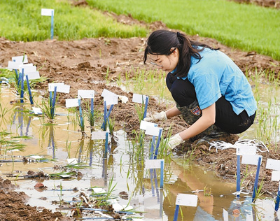 图为5月20日，技术人员在青岛海水稻研发中心筛选即将转入盐度试验田内种植的秧苗。.jpg