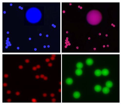 电子显微镜下的荧光微球.jpg