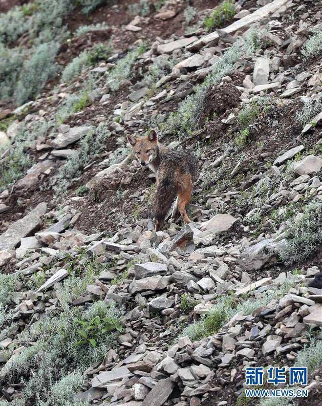 我国境内影像首次记录亚洲胡狼