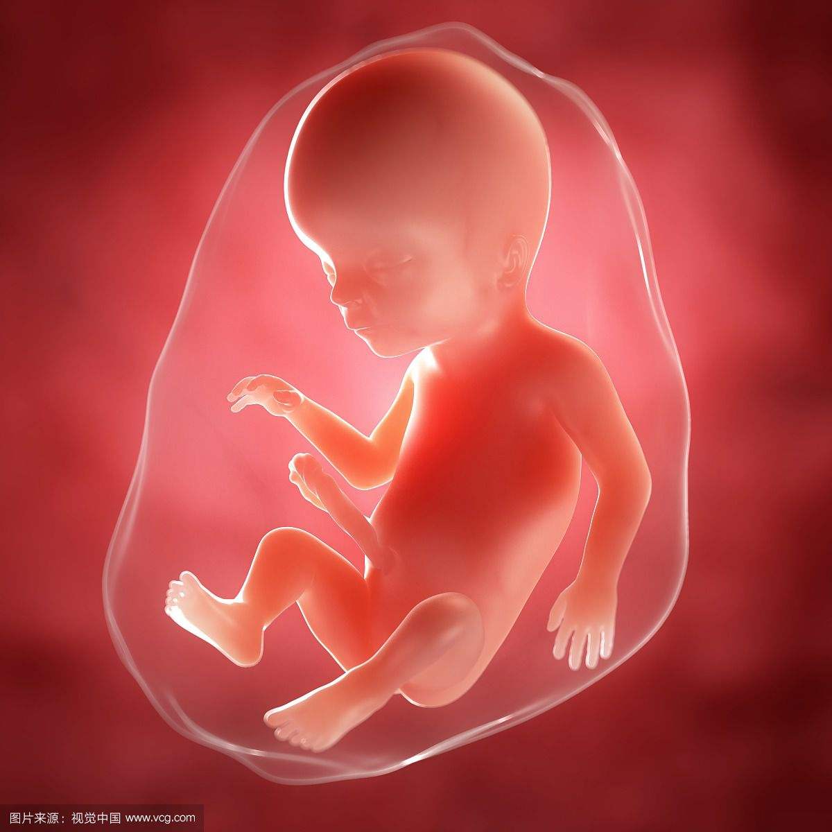 当人体胚胎遭遇"14天规则"