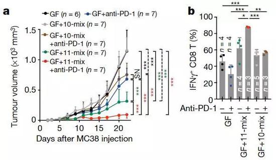 a：MC38细胞注射后，肿瘤体积随着时间（天）的变化，GF为无菌小鼠。　b：6组小鼠TNFγ+CD8 T细胞水平的对比
