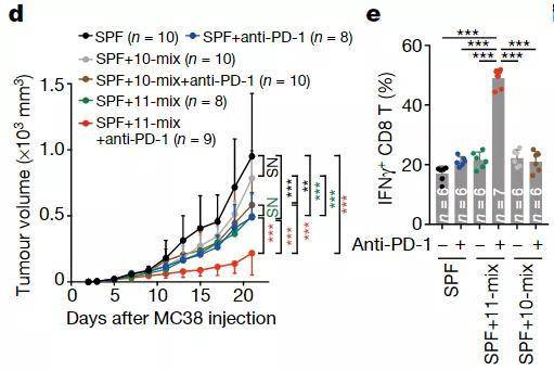 d：MC38细胞注射后，SPF小鼠肿瘤体积随着时间（天）的变化。　e：6组小鼠TNFγ+CD8 T细胞水平的对比