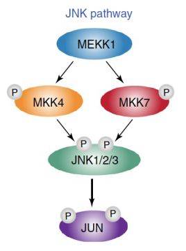 全基因组遗传筛选揭示jnk-jun通路在稳定干细胞多能性中发挥关键作用