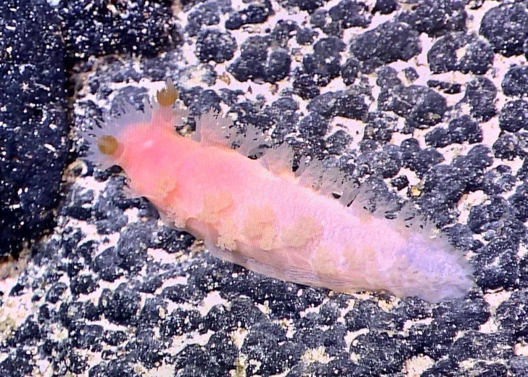 海兔这么可爱,我们为什么要捞ta?