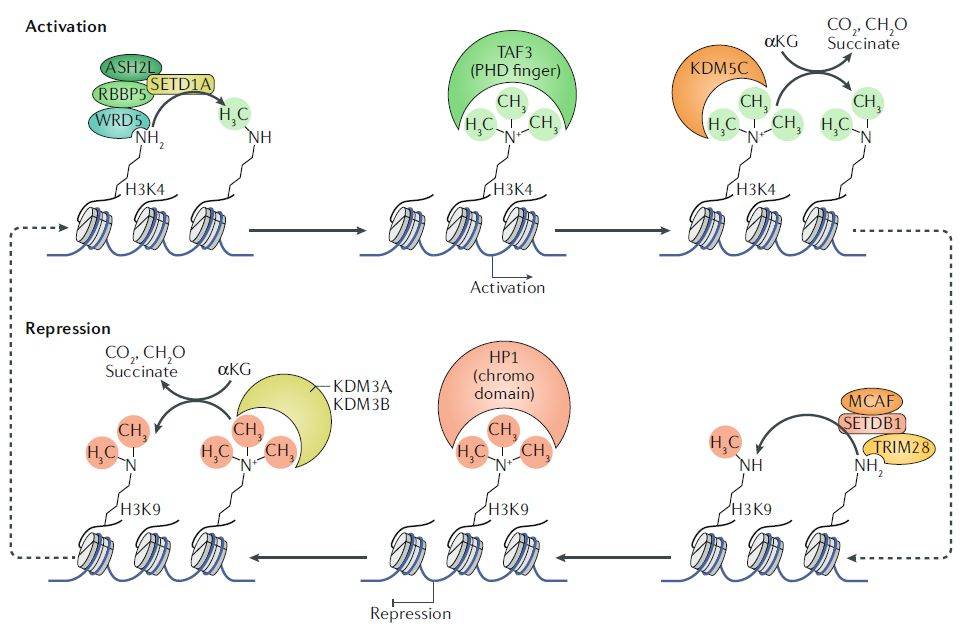 nature哈佛医学院施扬发表最详细的组蛋白甲基化在动物发育中的作用和