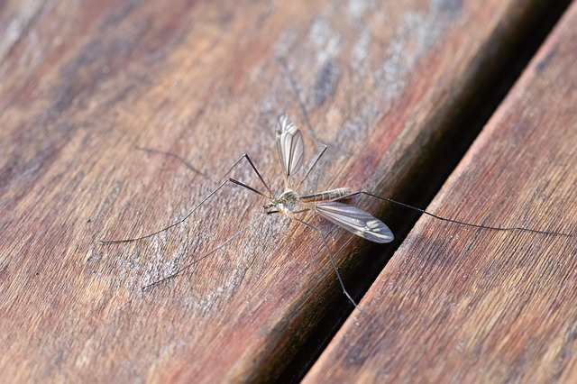 mosquito-2246135_640.jpg