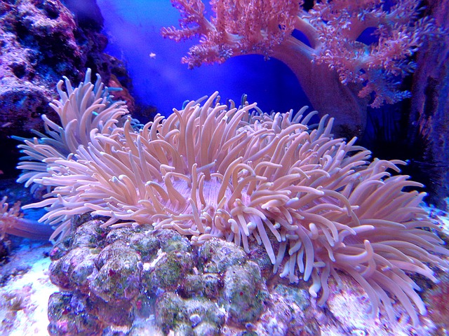 coral-1053834_640.jpg