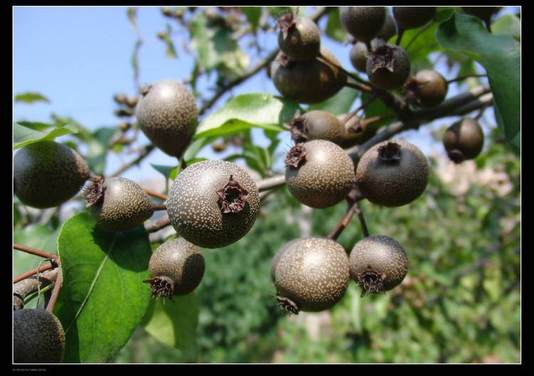 世界首个野生梨基因组图谱组装完成