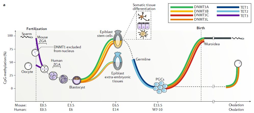 nature:最詳細的dna甲基化在哺乳動物發育和疾病中的不同作用的綜述