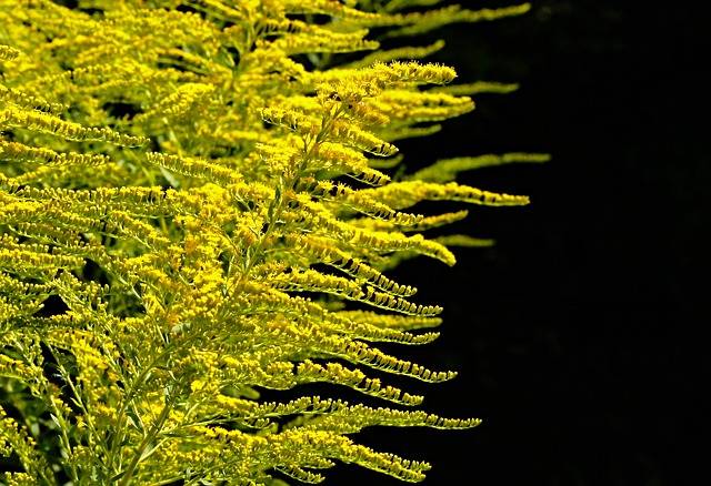 golden-rod-2663113_640.jpg