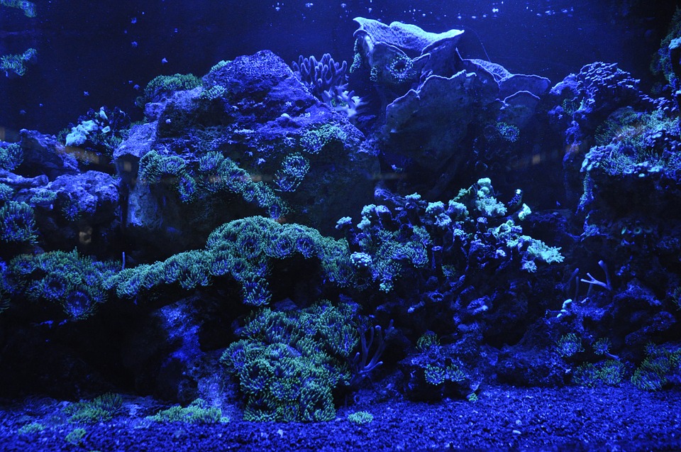 coral-reef-692957_960_720.jpg
