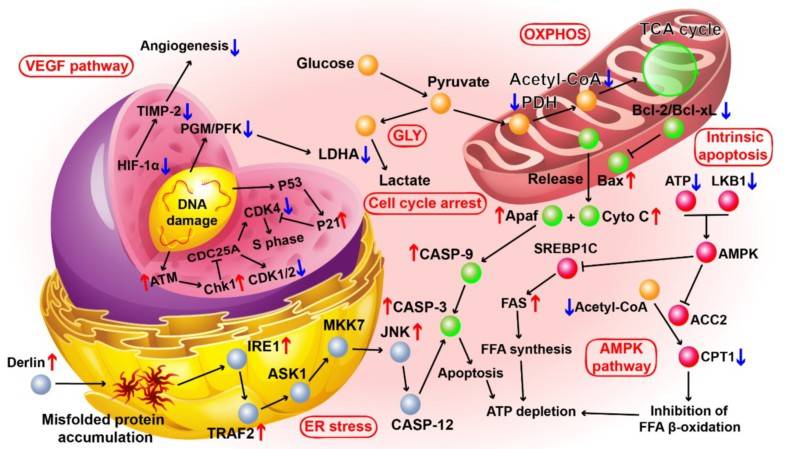 胡勇教授课题组在精准治疗肝转移癌的智能纳米药物领域取得新进展