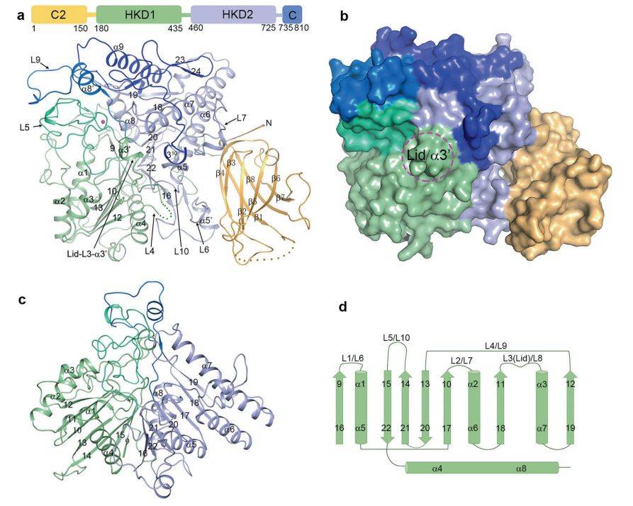 Pld Structure 张鹏团队解析植物PLDα1的晶体结构,揭示真核磷脂酶D的催化和调控机制 学术资讯 - 科技工作者之家