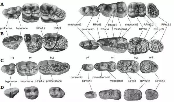 大熊猫复杂牙齿结构来源研究获进展