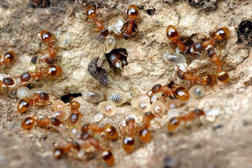 研究揭示懒惰蚂蚁给勤劳同伴下蛋吃