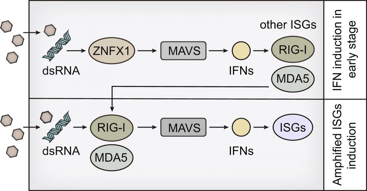 Mitochondria-localized ZNFX1 functions as a dsRNA sensor to initiate antiviral responses through MAVS.