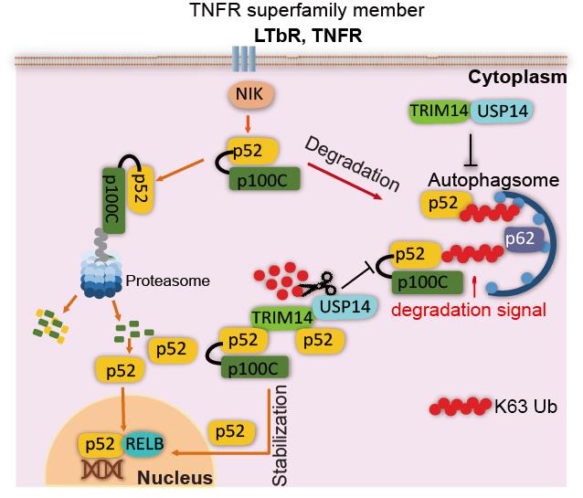 TRIM14复合物通过抑制p100/p52的选择性自噬降解，促进非经典NF-kB通路的激活