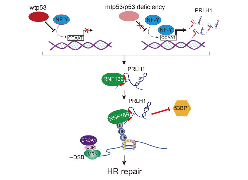 图为ltr-lncrna转录调节和功能机制的模型图
