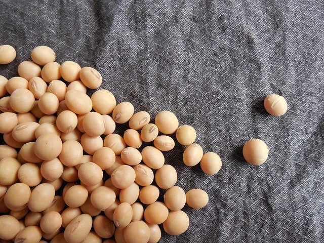 soybeans-182295_640.jpg