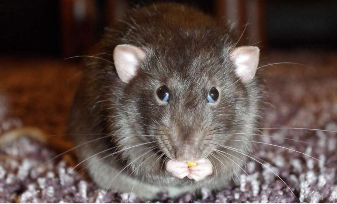 大鼠也有同理心