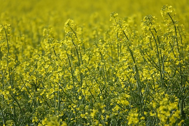 field-of-rapeseeds-4195272_640.jpg