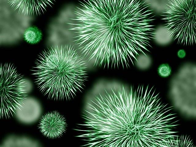 bacteria-426997_640.jpg