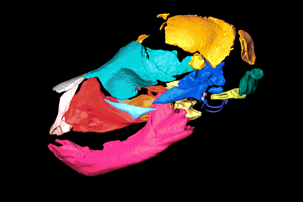 Pandaskull.gif
